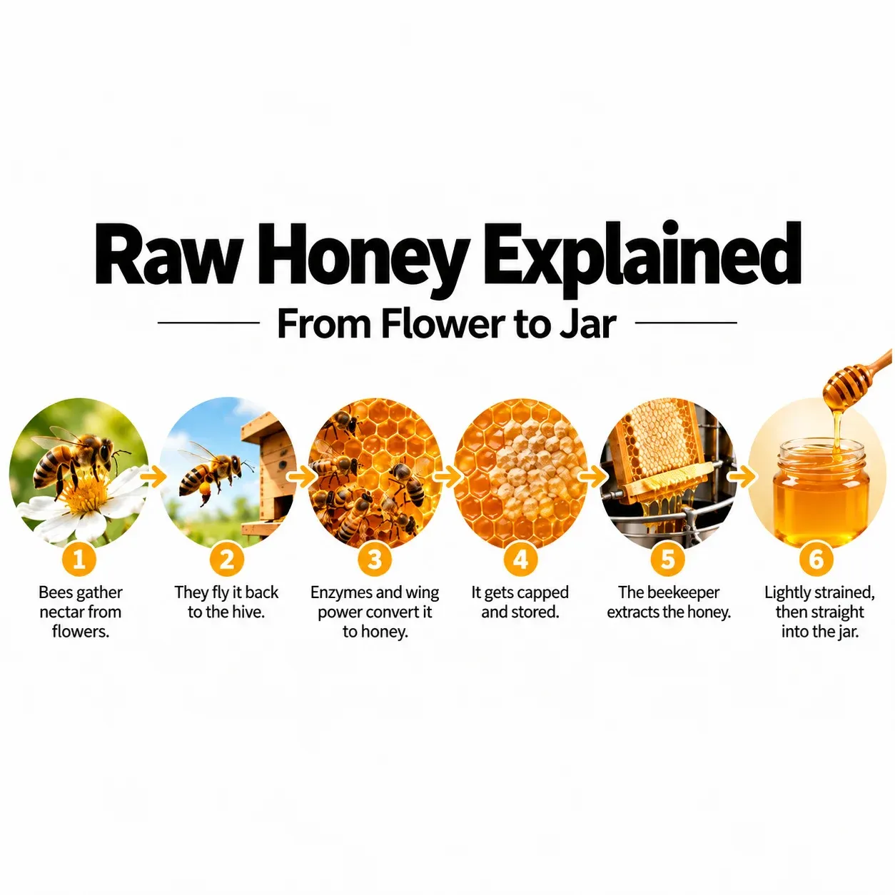 Raw Honey Explained: From Flower to Jar